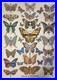 Dead_and_Company_2019_Tour_Poster_Butterflies_Signed_numbered_Emek_01_rgs